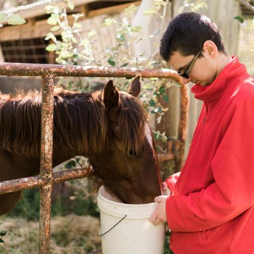 Person feeding a horse from a bucket in a fenced outdoor area.