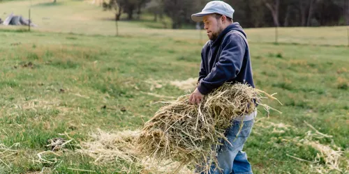 Man carrying a bundle of hay across a grassy field on a farm.